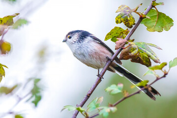 Closeup of a long-tailed tit or long-tailed bushtit, Aegithalos caudatus, bird foraging in a forest