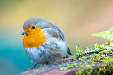 European robin bird Erithacus rubecula perched