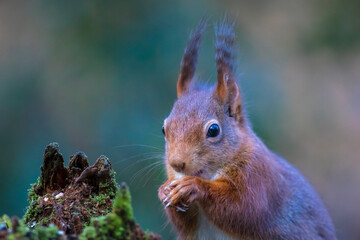 Closeup of a Eurasian red squirrel, Sciurus vulgaris, eating nuts in a forest.