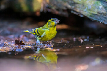 Eurasian siskin bird, Spinus spinus, drinking
