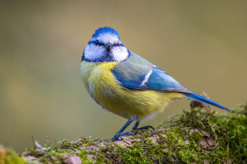 Eurasian blue tit, Cyanistes caeruleus, bird  perched