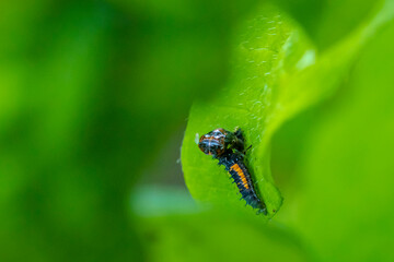 Ladybug larva insect Coccinellidae closeup