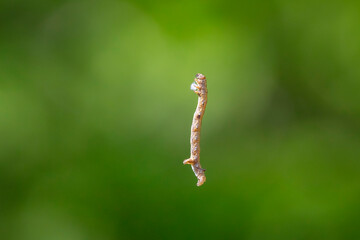 Closeup of a feathered thorn larva, colotois pennaria, hanging