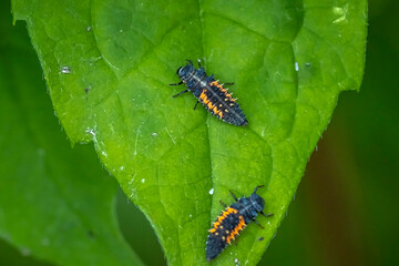 Ladybug larva insect Coccinellidae closeup