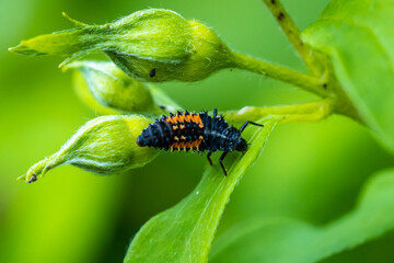 Fototapeta premium Ladybug larva insect Coccinellidae closeup