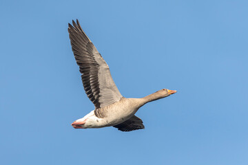 Greylag goose, Anser Anser, in flight migrating
