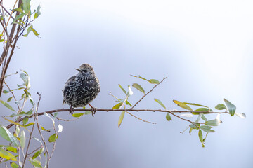 Male common starling bird Sturnus vulgaris with beautiful plumage