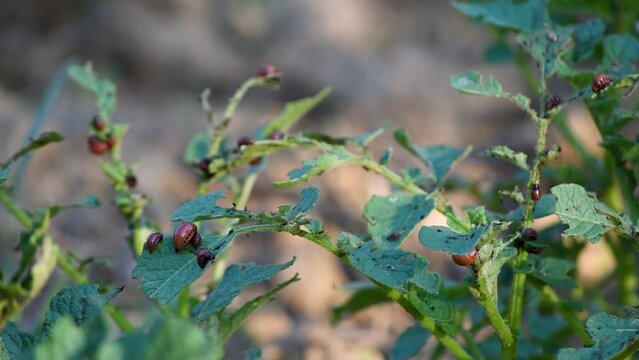 Colorado potato beetle larvae eat leaves of potato plant close up, instar larvae of potato bug feeding with potato plant