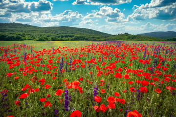 Wild poppies in a mountainous area. Beautiful summer landscape. Composition of nature.