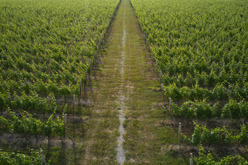 A vineyard plantation is divided by a road top view. Diagonal road between vineyards view from...