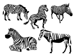 Fototapeta na wymiar Zebra Royalty vector. illustration with Free Vector Image