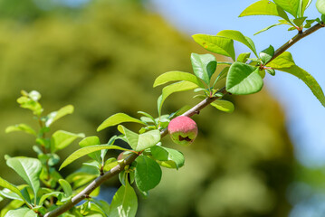 Young fruits of flowering quince, on the tree