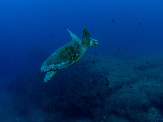 Loggerhead Turtle swimming upwards