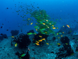 Fototapeta na wymiar Schooling Fish on Reef
