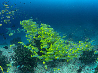 Schooling Fish on Reef