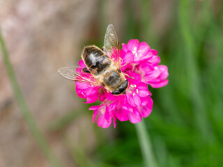 Drone fly, Eristalis tenax on Armeria maritima, sea thrift