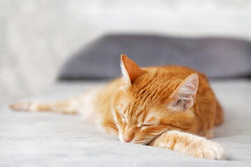 Ginger cat lying on the bed and sleep. Shallow focus.