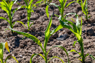 agricultural field with corn in soil and mud