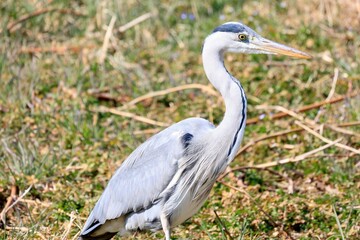 Fototapeta premium great blue heron