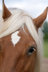 Portrait eines Pferdekopfes, Ohren, Mähne und Blick auf mich zu gerichtet