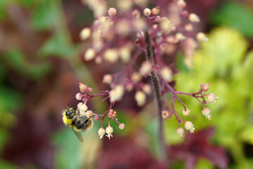 Hummel bestäubt eine Blüte, Aufnahme grosser Tiefenunschärfe