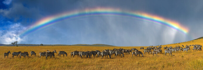 Zebras in a row walking in the savannah on rainbow background
