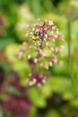 Hummel bestäubt eine Blüte, Aufnahme grosser Tiefenunschärfe