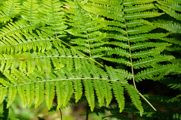 Farnfächer im Wald,