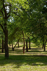 Fototapeta na wymiar deciduous trees growing in the park in the summer
