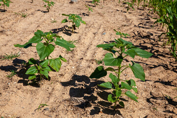 green sunflower sprouts on a mixed agricultural field