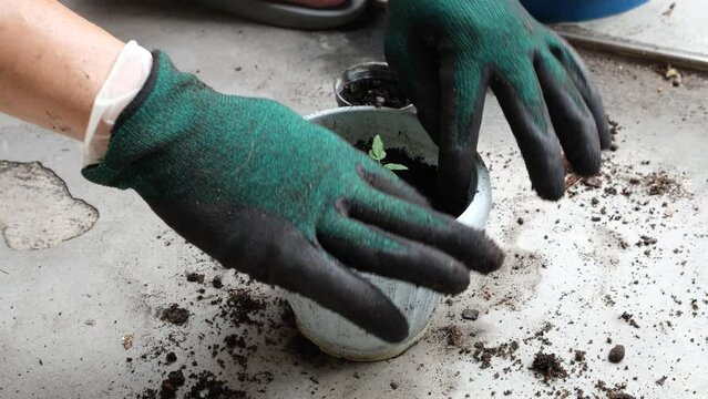 Hands of a gloved man putting a cannabis plant in a new pot