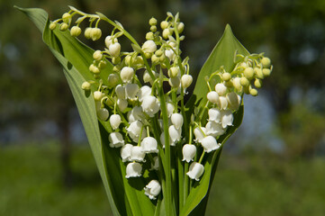 flowers of white lilies of the valley