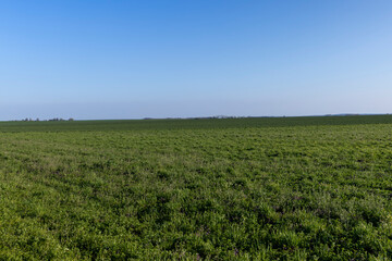 Fototapeta na wymiar agricultural field where green unripe wheat grows