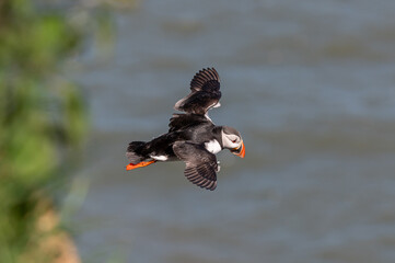 Puffin, fratercula arctica, in flight, Flamborough Headland, East Riding