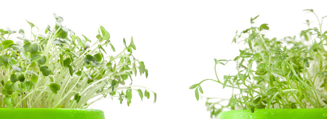 Close-up of broccoli and watercress microgreens. Germination of seeds at home. Vegan and healthy...