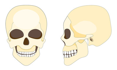 human skull and mandible. front and Side view