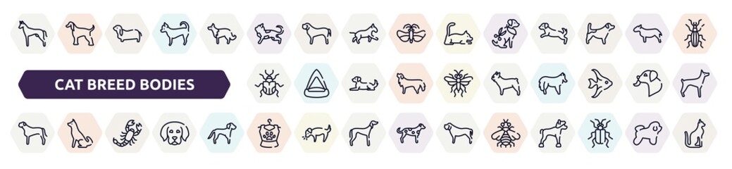 cat breed bodies outline icons set. thin line icons such as pharaoh hound, toyger cat, grooming pet, null, french bulldog, bullmastiff, scorpio, pet clothing, bumblebee icon.