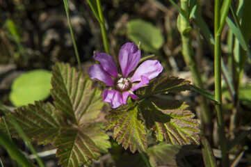 purple flower in the grass