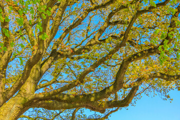 Natural panorama view with pathway green plants trees forest Germany.