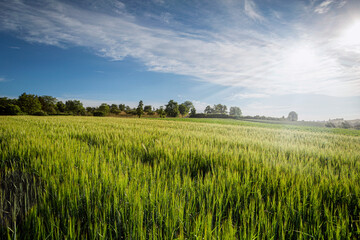 a grain field in summer in germany