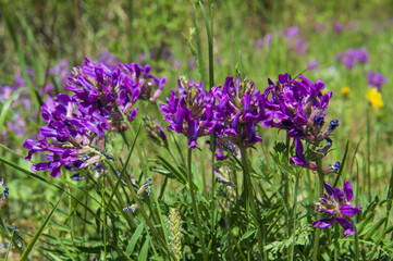 purple astragalus blooms in the field