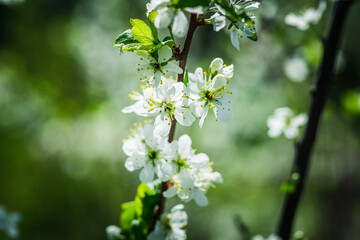 Blooming plum tree in the garden. Selective focus.