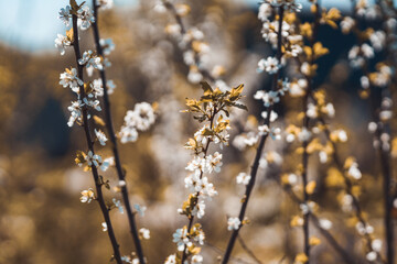 Blooming plum tree in the garden. Selective focus.