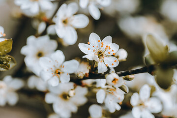 Blooming plum tree in the garden. Selective focus.