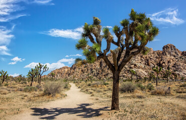 Joshua Tree hiking trail