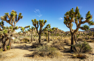 Obraz premium Trees and Rocks in Joshua Tree National Park