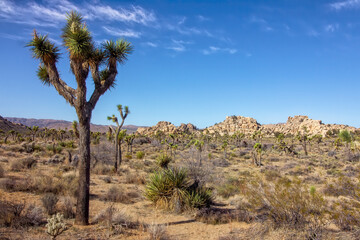 Fototapeta na wymiar Trees and Mountains in the American Desert