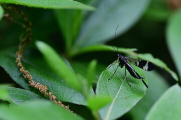 葉にとまっているシリアゲムシ（埼玉県/5月）
