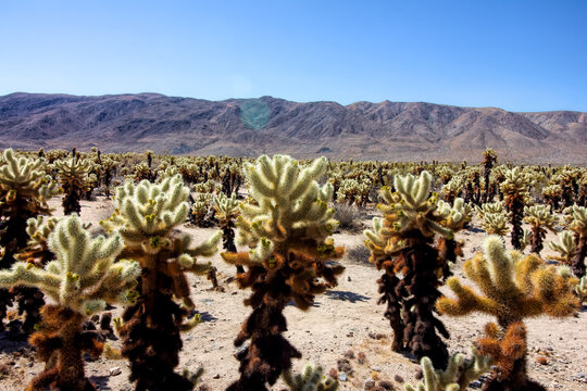 Chollo Cactus garden