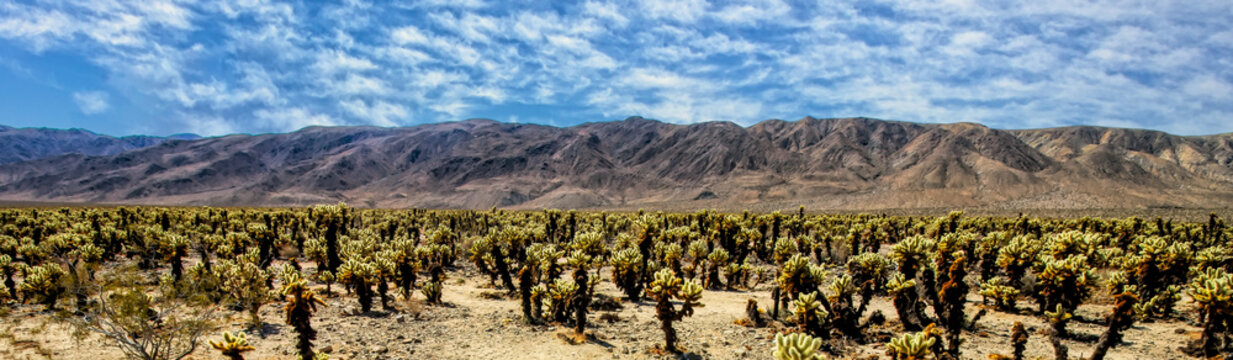 Chollo Cactus panorama